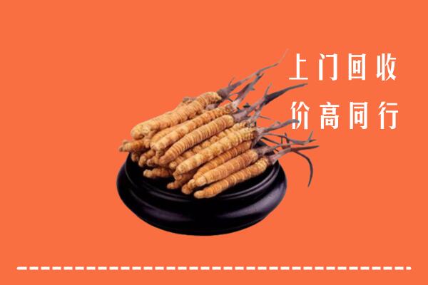 高价求购：莆田回收散虫草